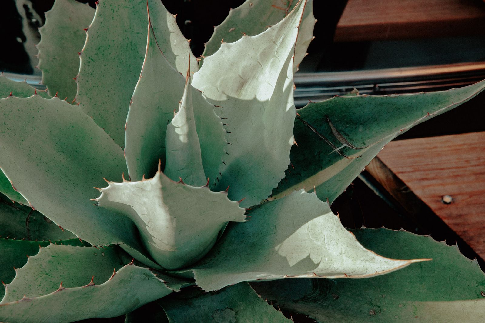 Agave detail in the desert landscaping at Hotel SOMA Fort Worth